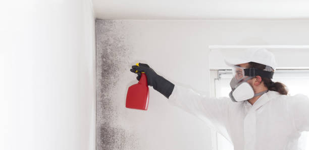 Crawl Space Mold Removal in Robinson, IL